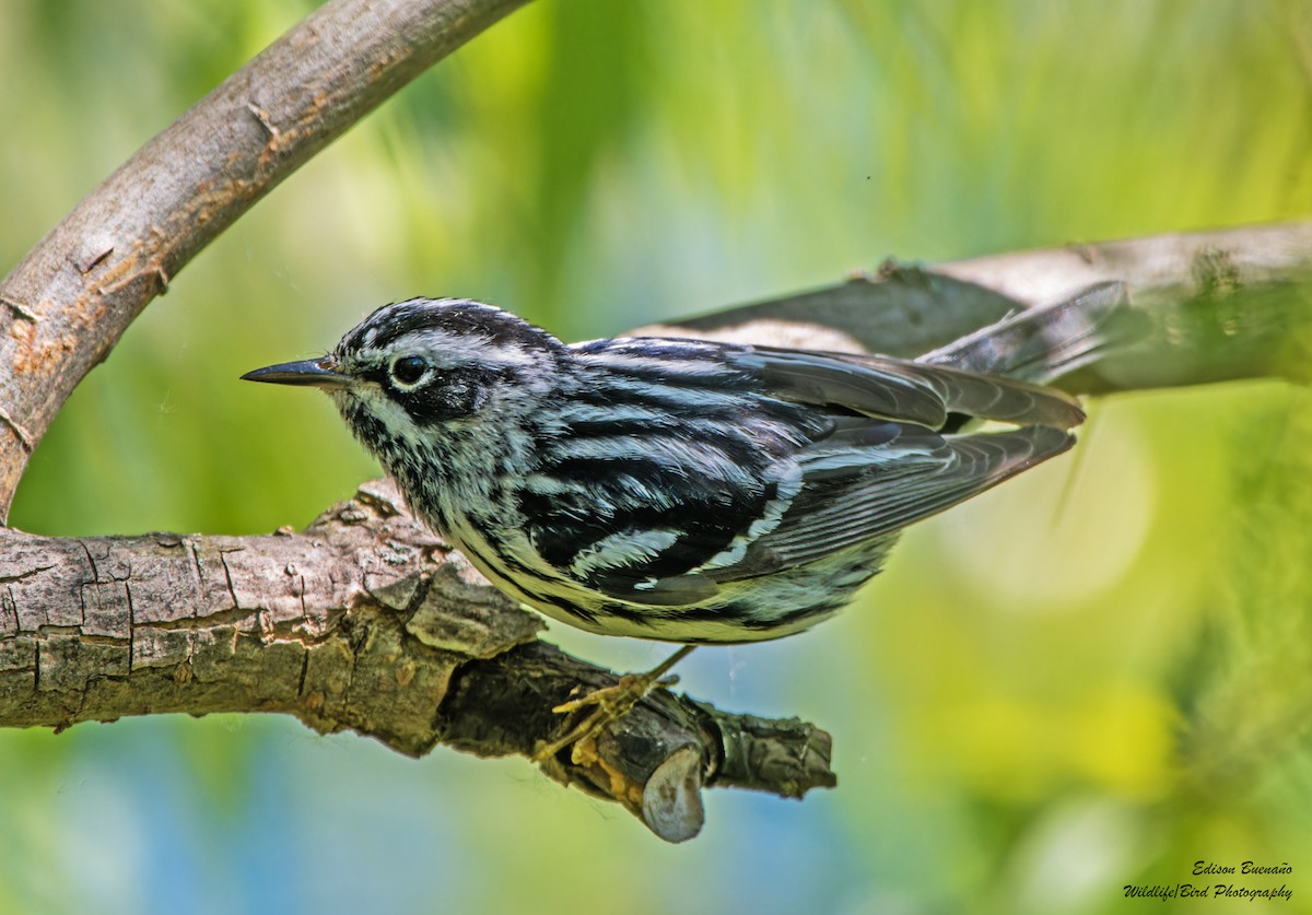 Black-and-white Warbler - ML620359030