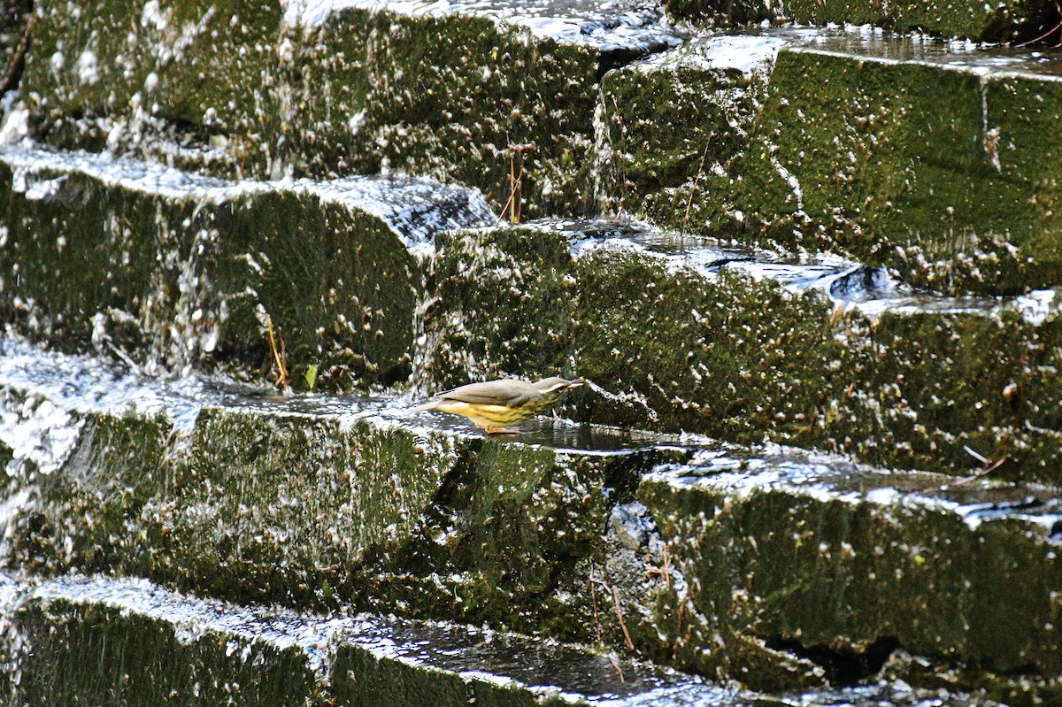 Louisiana Waterthrush - ML620359031