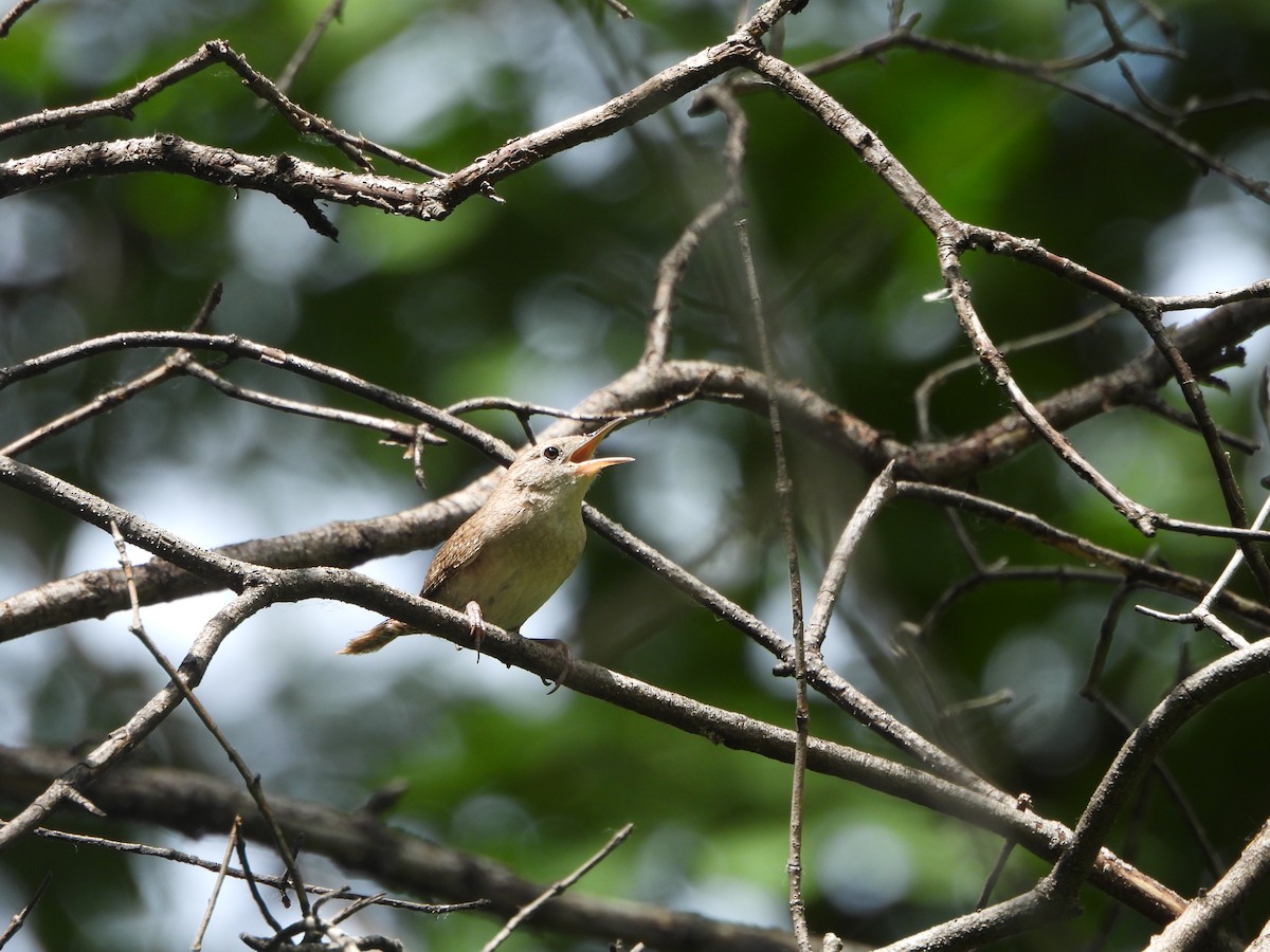 House Wren - ML620359037