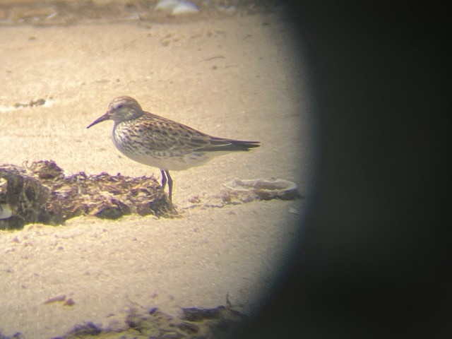 White-rumped Sandpiper - ML620359040