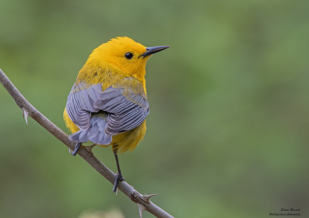 Prothonotary Warbler - ML620359042