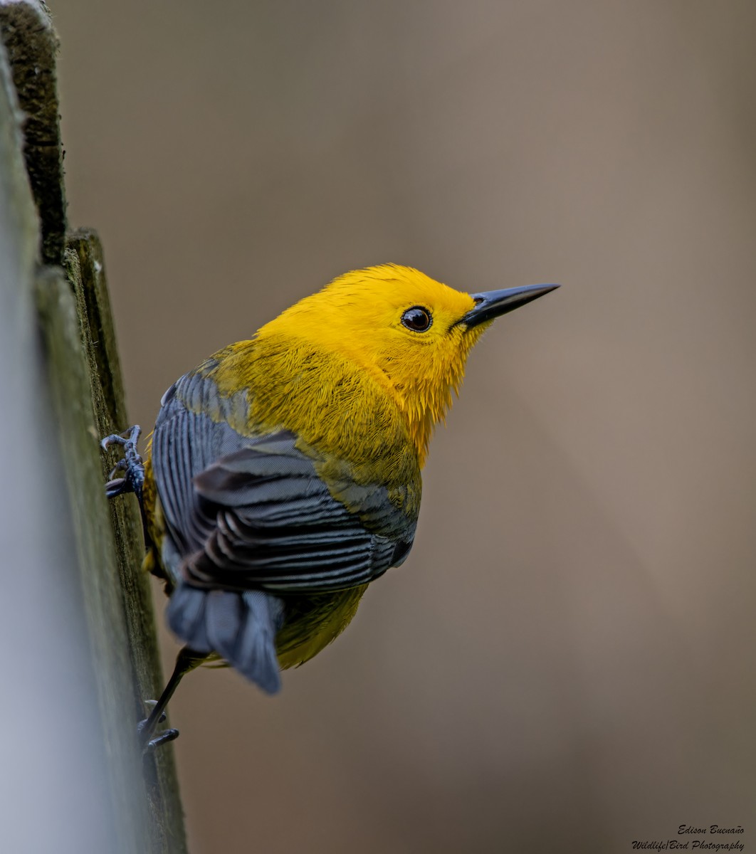 Prothonotary Warbler - ML620359044