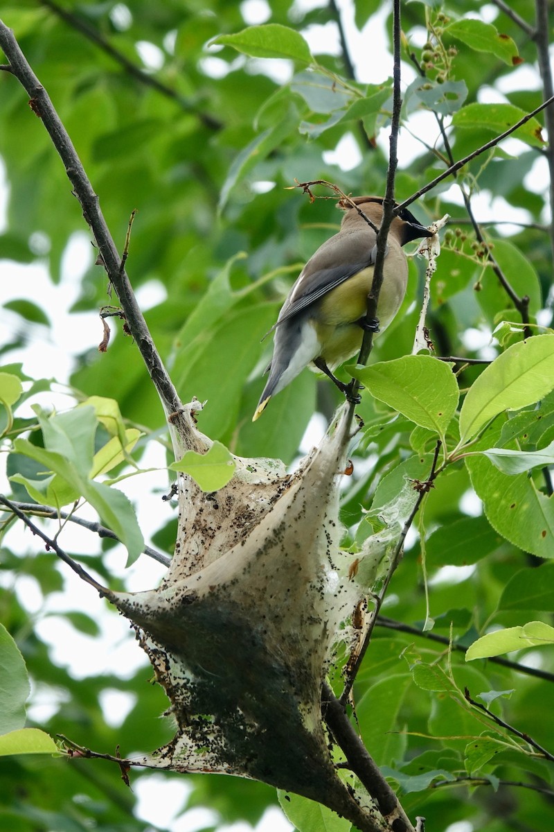 Cedar Waxwing - Elaine Marie