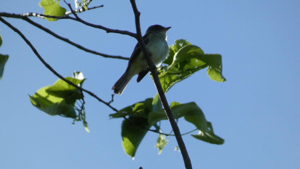 new world flycatcher sp. - ML620359048