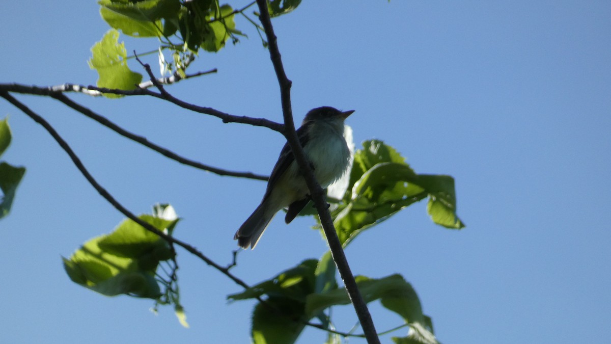 new world flycatcher sp. - ML620359049