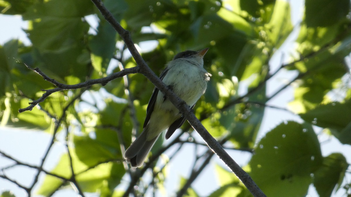 new world flycatcher sp. - ML620359050