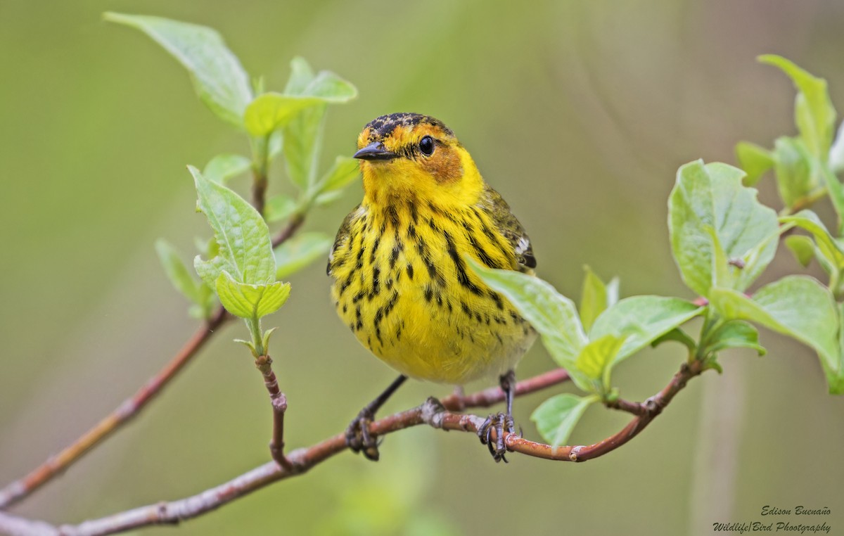 Cape May Warbler - ML620359058