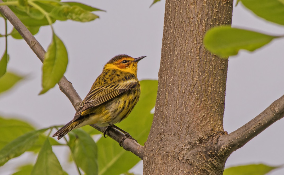 Cape May Warbler - ML620359062