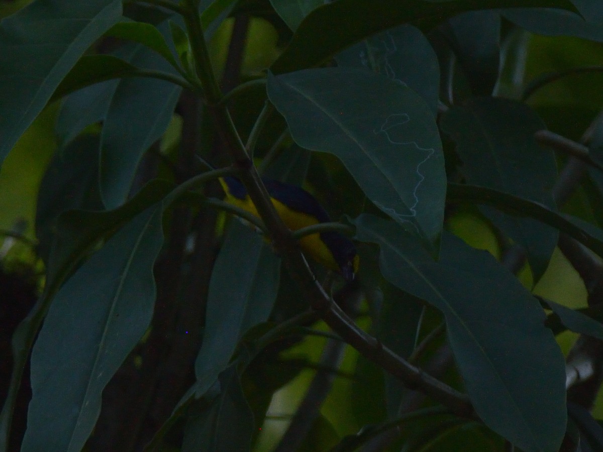 Yellow-throated Euphonia - ML620359079