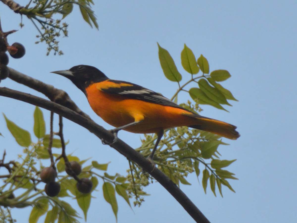 Oriole de Baltimore - ML620359083