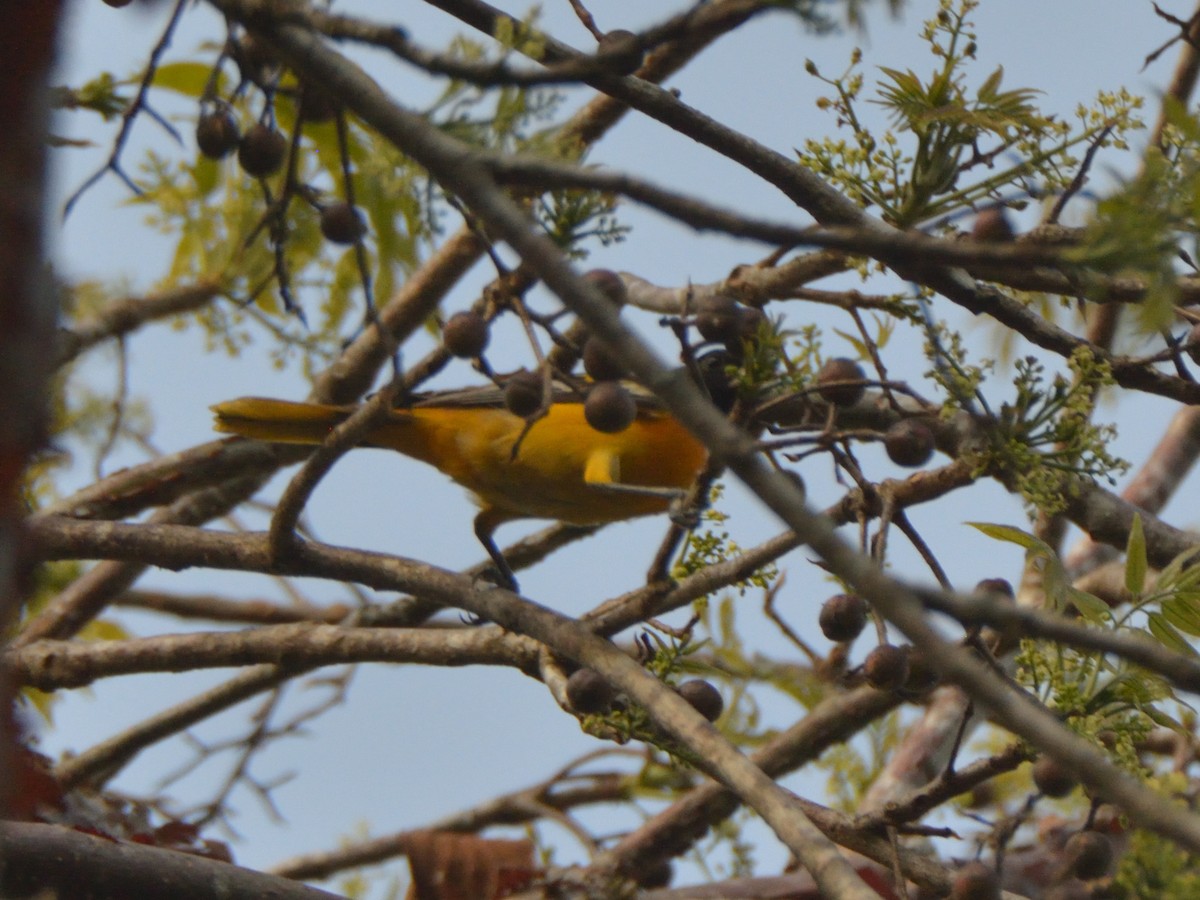 Baltimore Oriole - José Rodriguez Flores