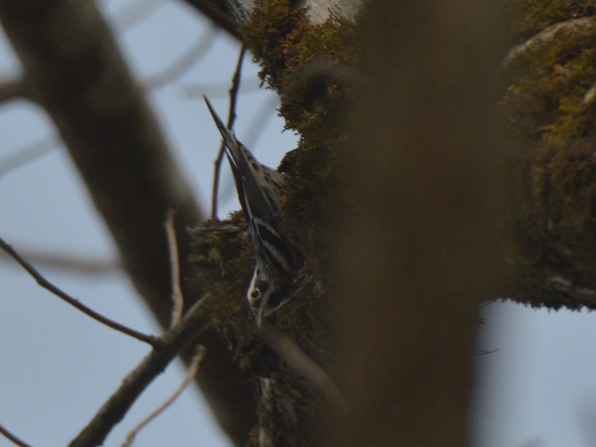 Black-and-white Warbler - ML620359086
