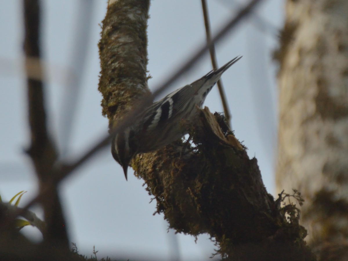 Black-and-white Warbler - ML620359087
