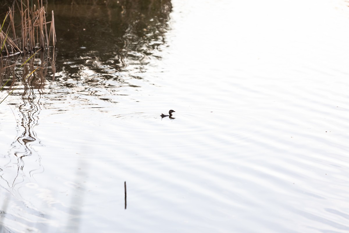 Pied-billed Grebe - ML620359116