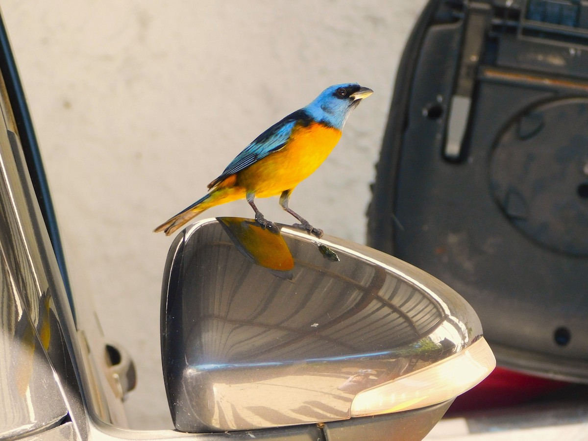 Blue-and-yellow Tanager - ML620359137