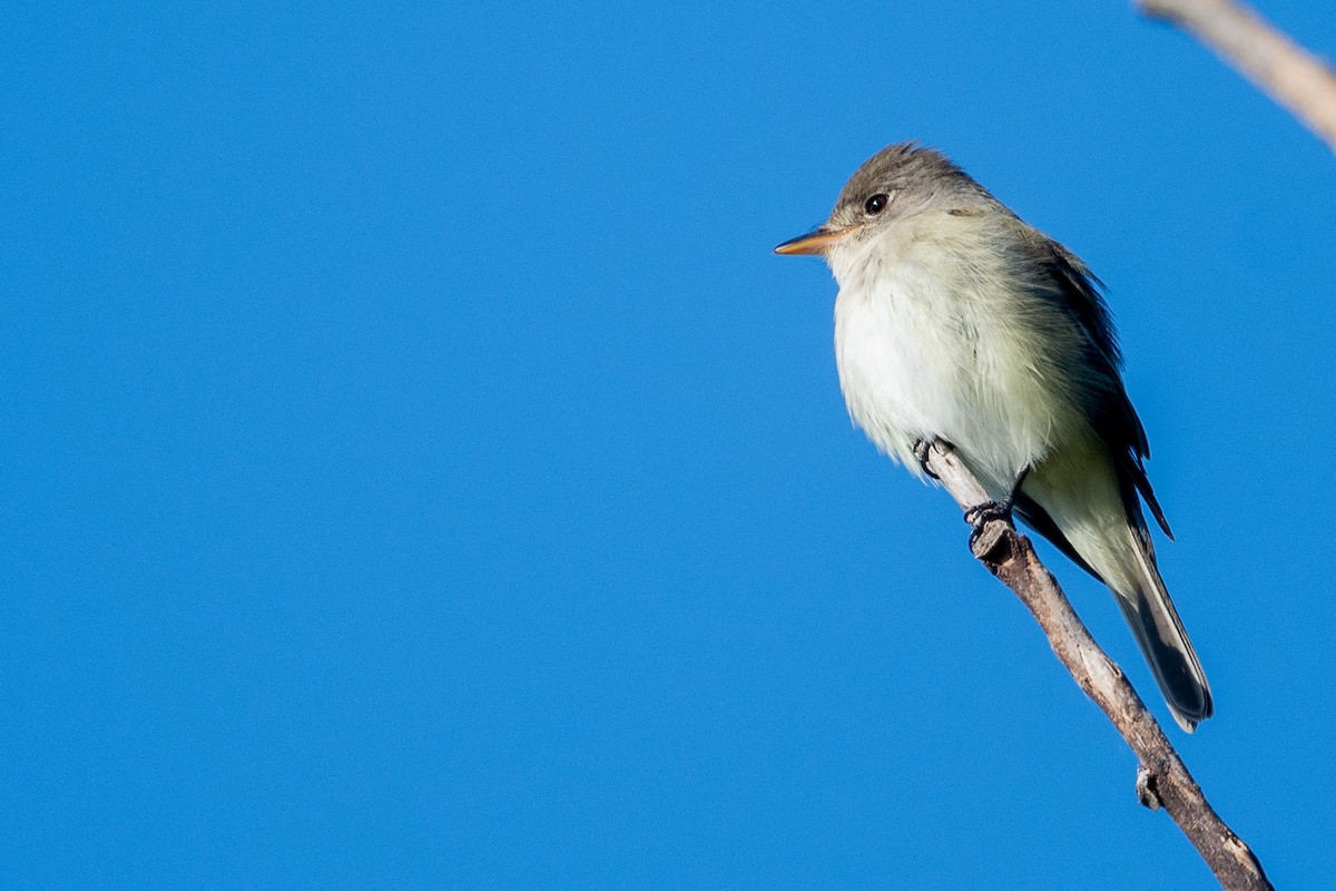 Willow Flycatcher - ML620359158