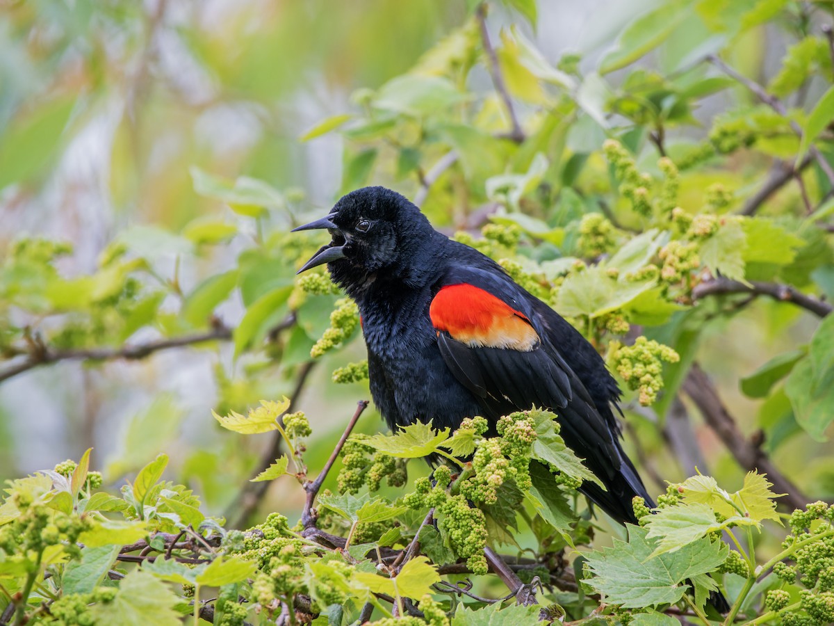 Red-winged Blackbird - ML620359159