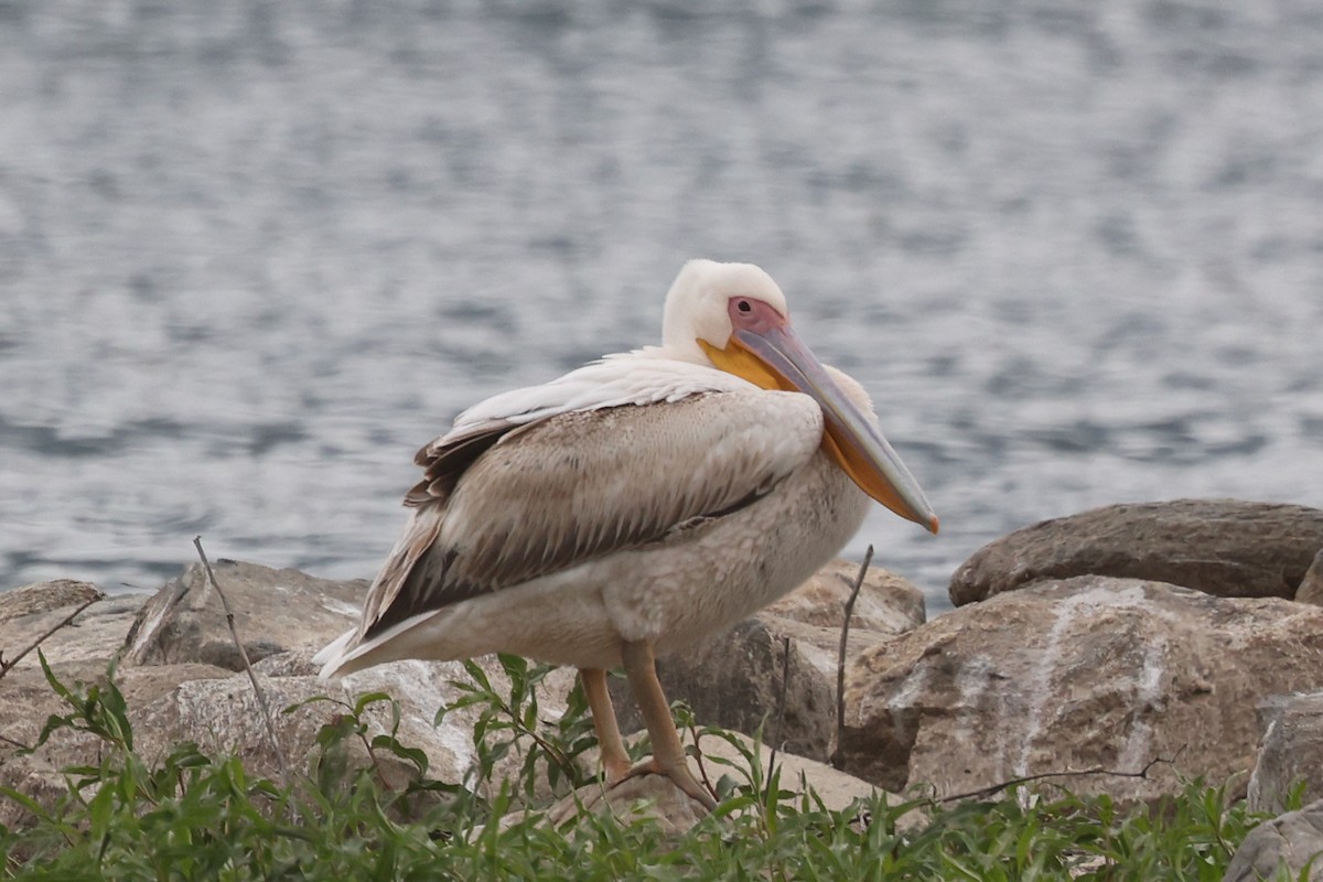 pelikán bílý - ML620359160