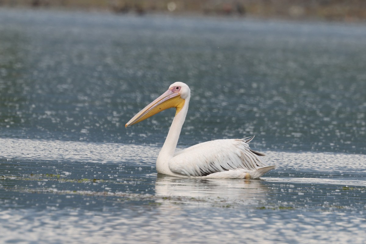pelikán bílý - ML620359161