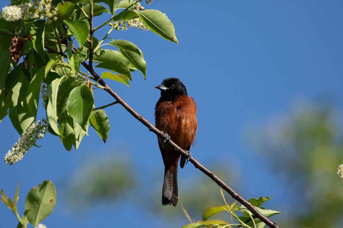 Orchard Oriole - ML620359177