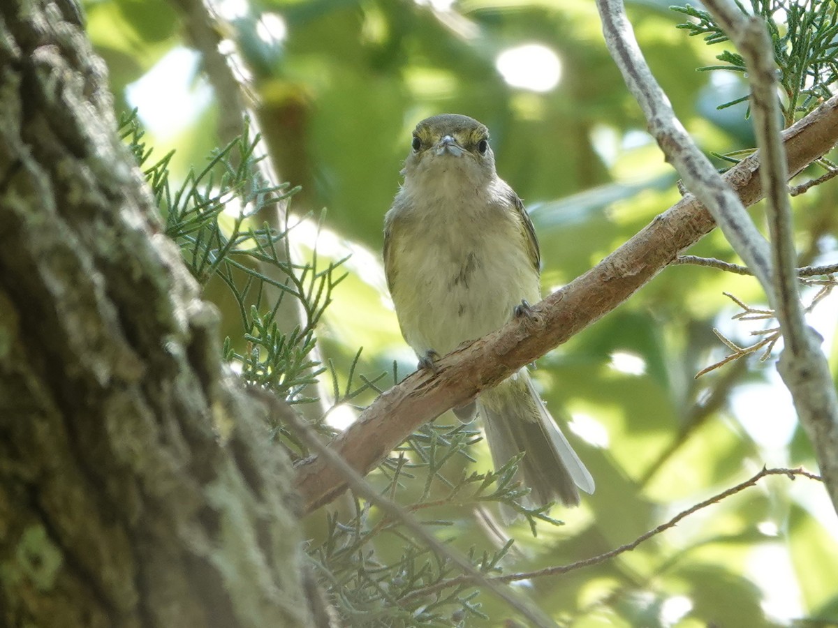 White-eyed Vireo - ML620359184