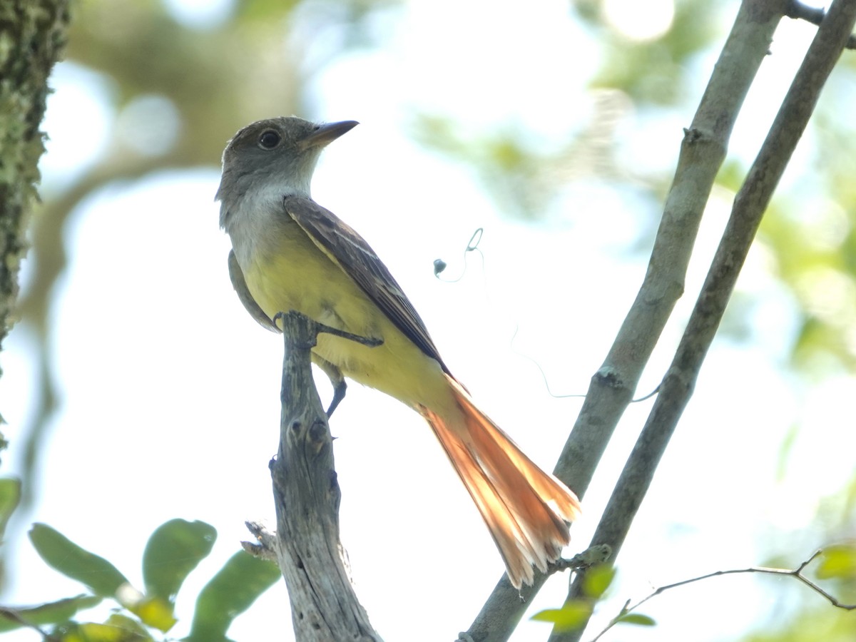 Great Crested Flycatcher - ML620359196
