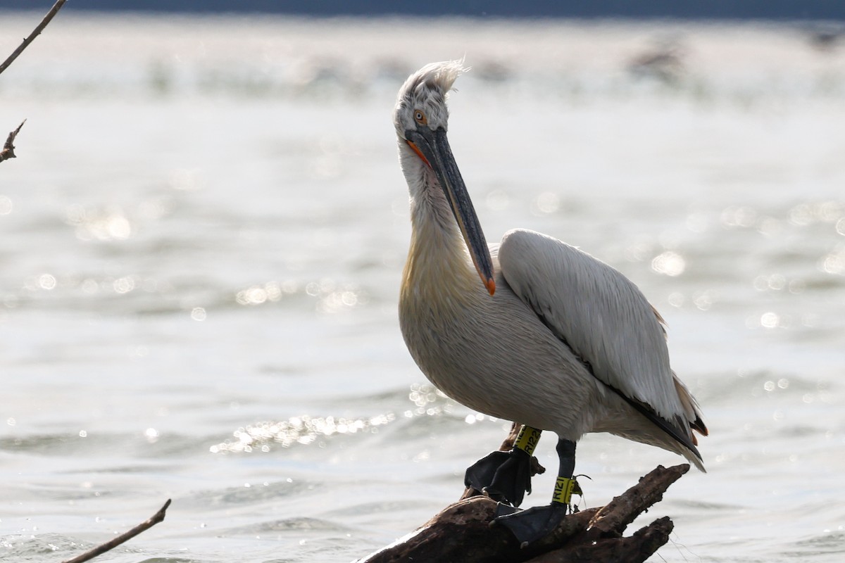 Dalmatian Pelican - ML620359199