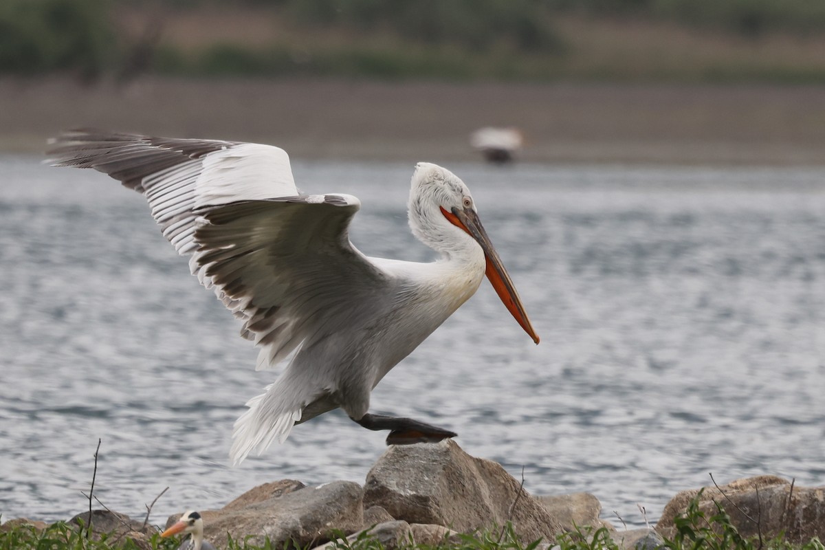 pelikán kadeřavý - ML620359201
