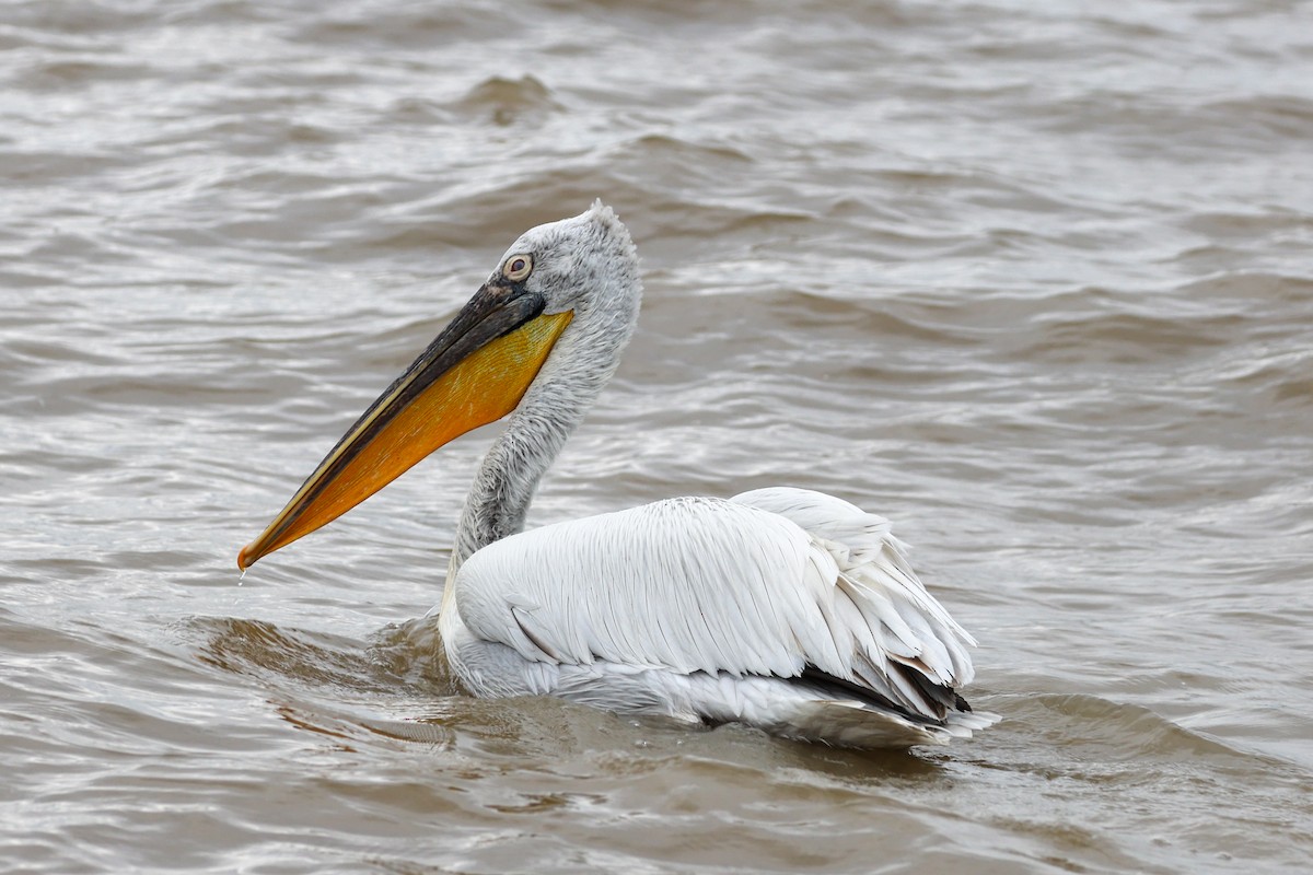 pelikán kadeřavý - ML620359202