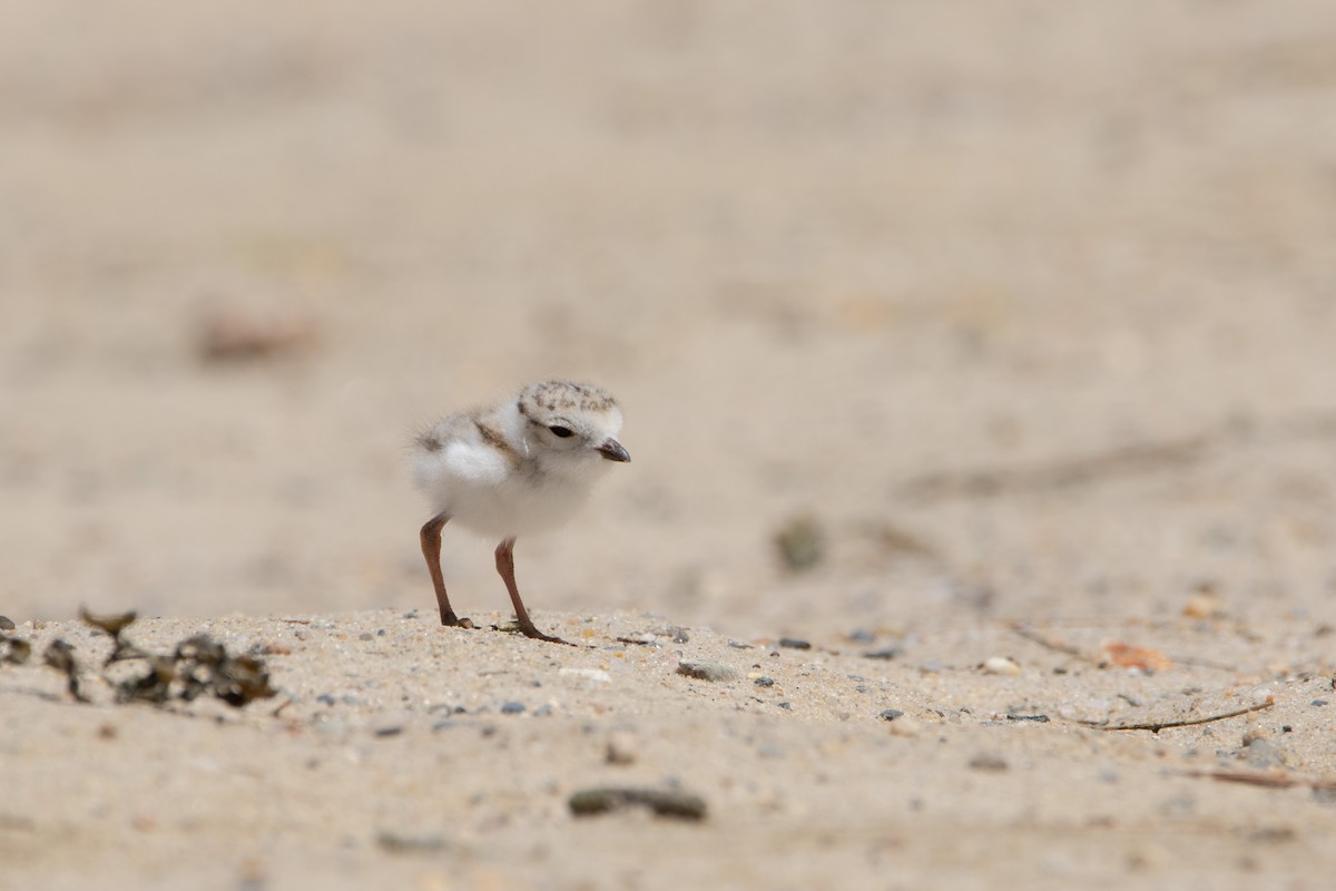 Piping Plover - ML620359206