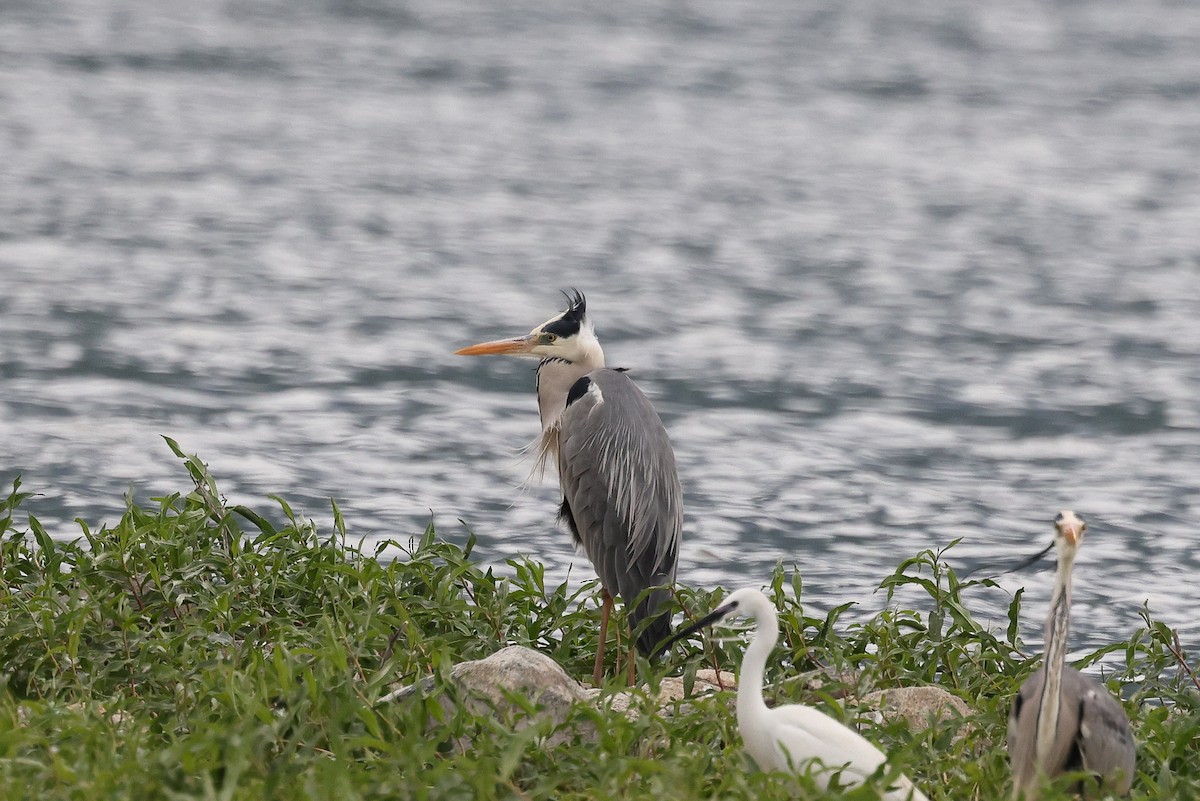 Gray Heron - ML620359229