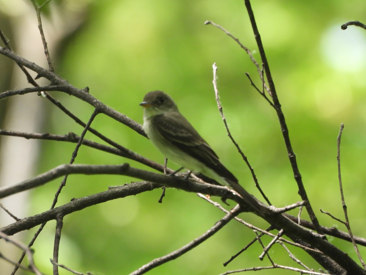 Eastern Wood-Pewee - ML620359235