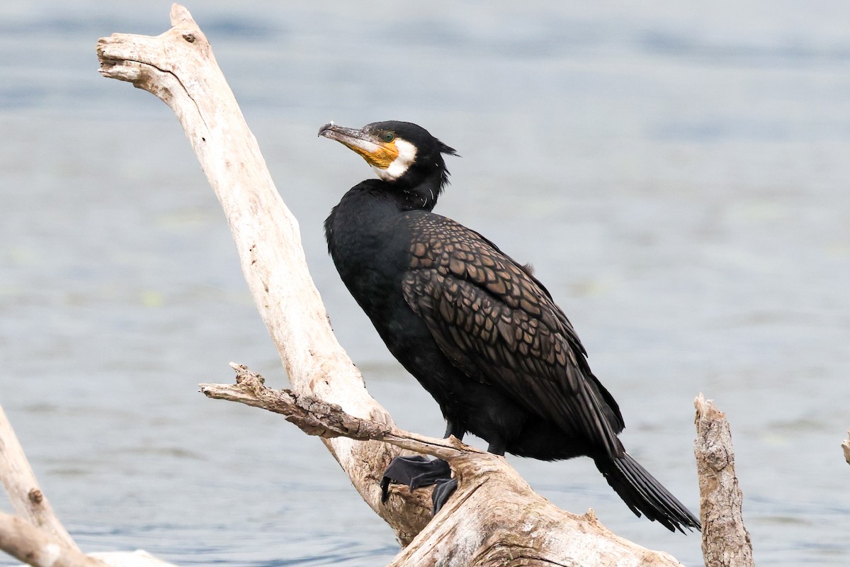 Great Cormorant - ML620359236