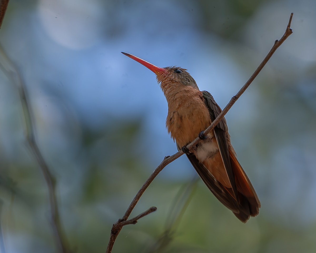 kolibřík ryšavý - ML620359245