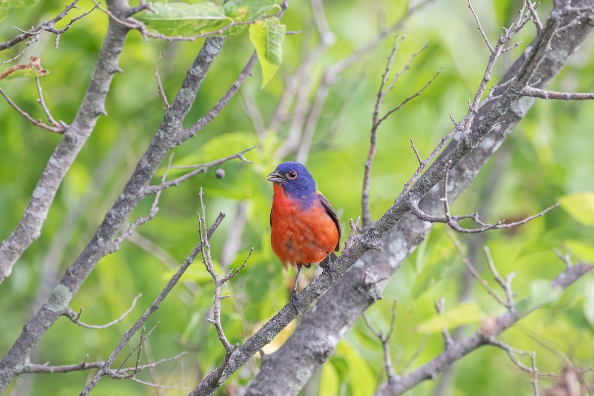 Painted Bunting - ML620359248