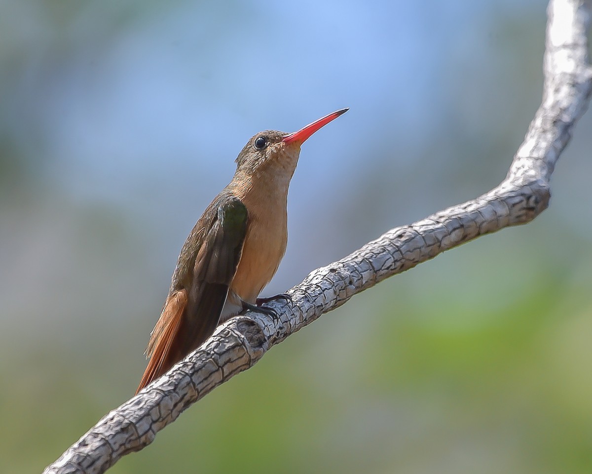 Tarçın Renkli Kolibri - ML620359253