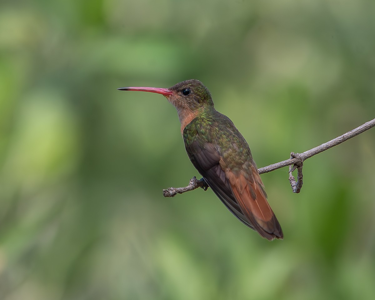 kolibřík ryšavý - ML620359254