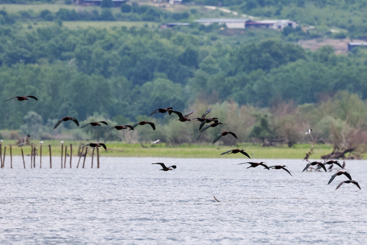 Glossy Ibis - Ian Thompson