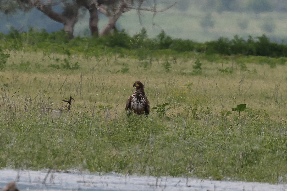 White-tailed Eagle - ML620359264