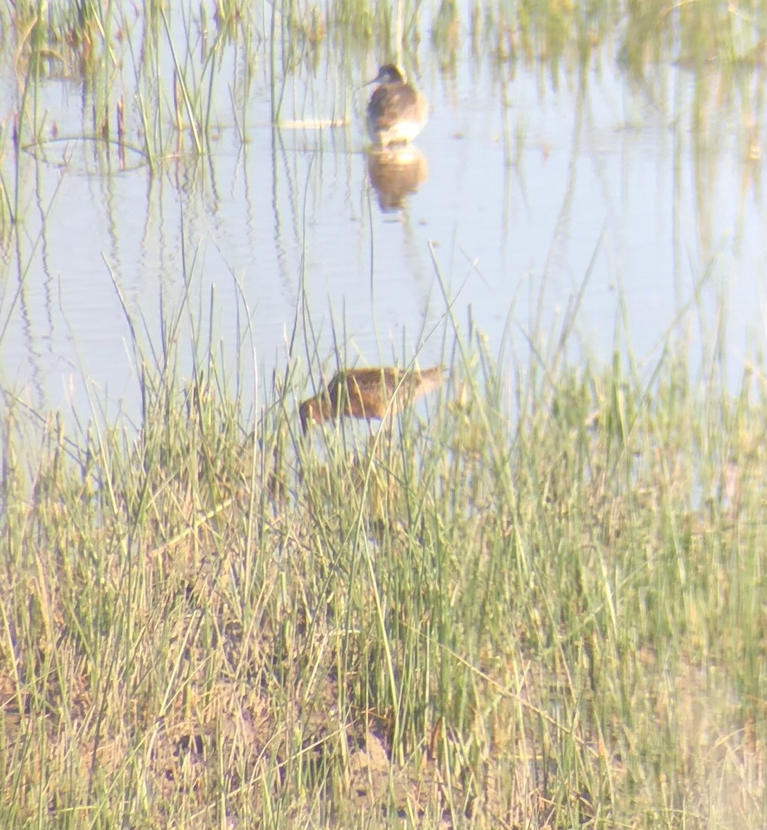 Long-billed Dowitcher - ML620359266