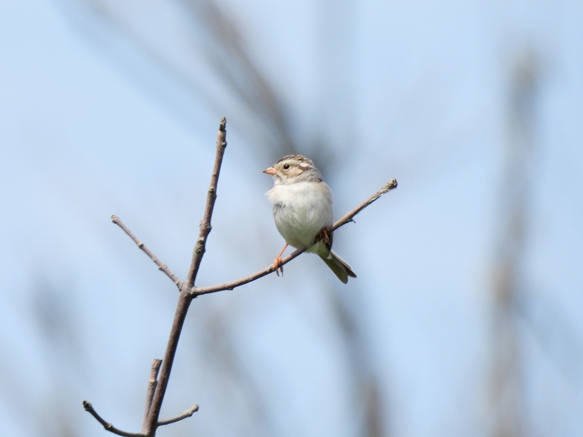 Clay-colored Sparrow - ML620359268