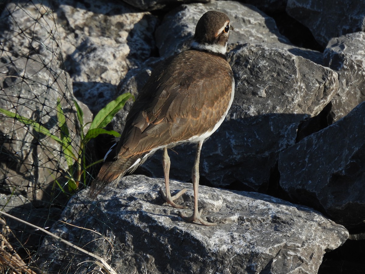 Killdeer - ML620359278