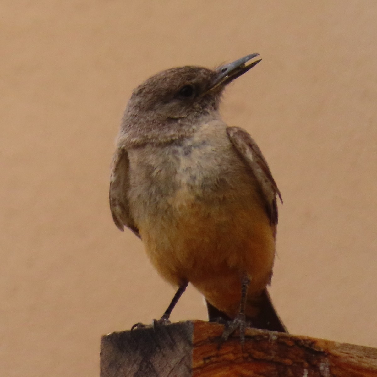 Say's Phoebe - ML620359285