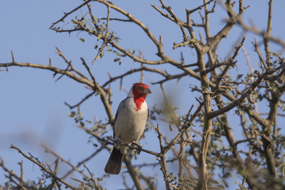 Red-crested Cardinal - ML620359287