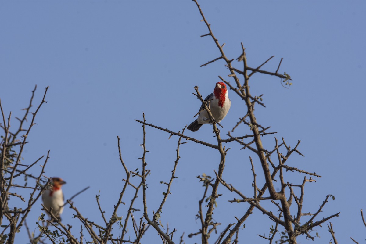 Red-crested Cardinal - ML620359290