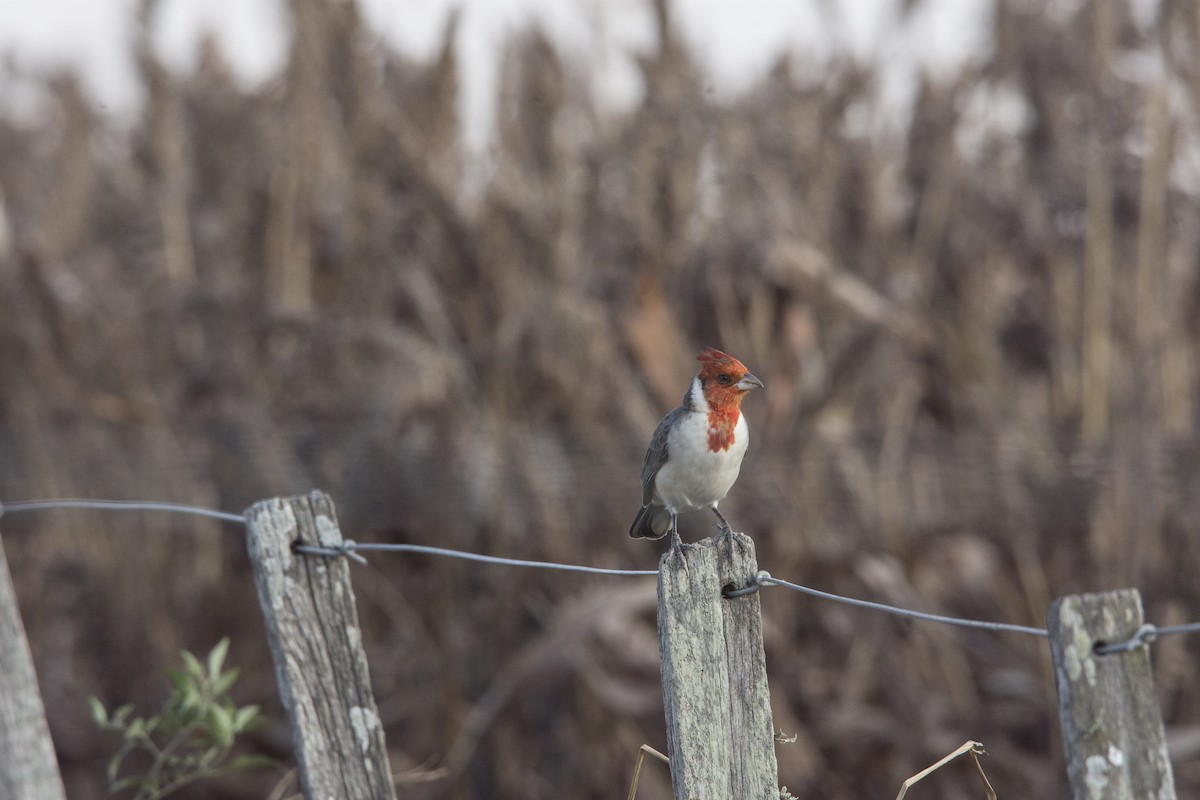 Red-crested Cardinal - ML620359291