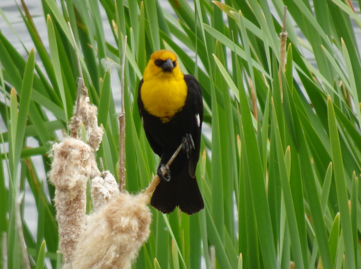 Yellow-headed Blackbird - ML620359299