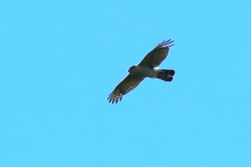 Cooper's Hawk - Margaret Viens