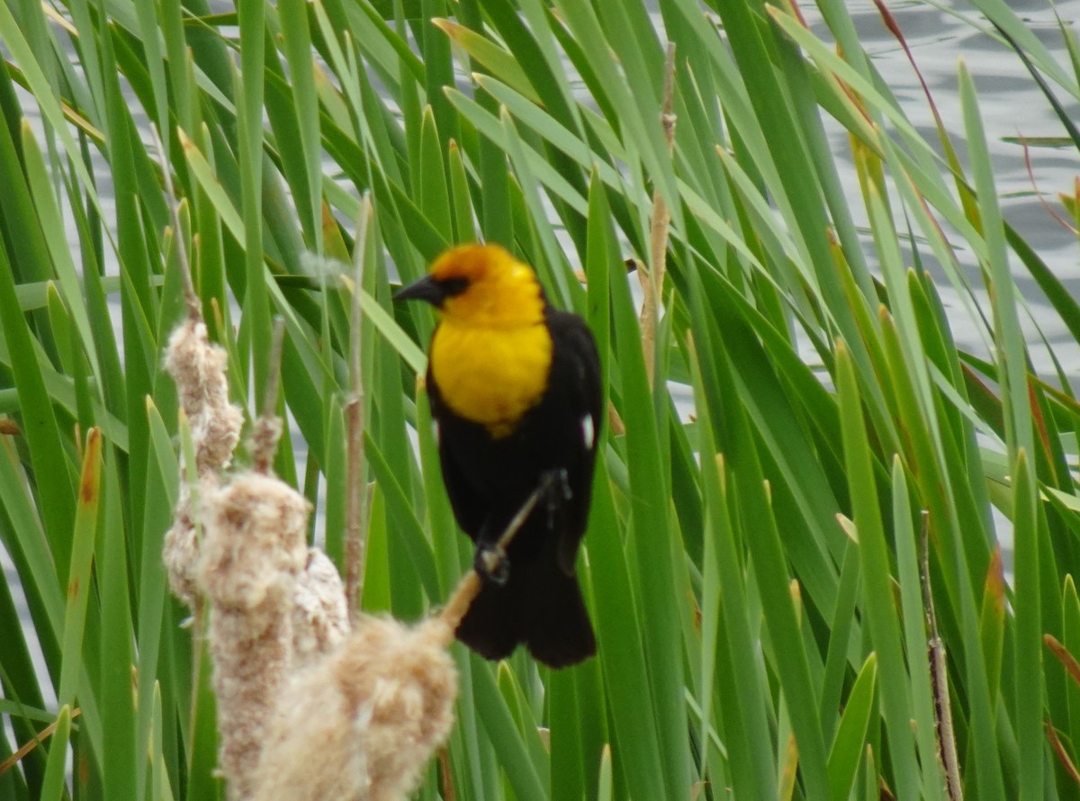Yellow-headed Blackbird - ML620359305