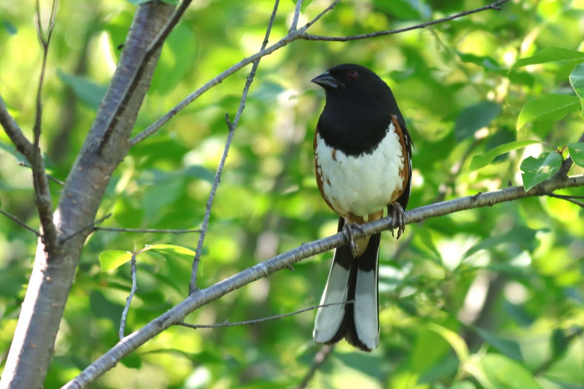 Eastern Towhee - ML620359308